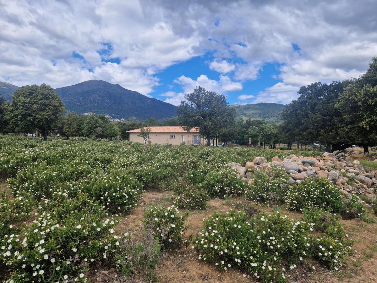 Domaine U Filanciu - Casa Ghjulia - Centru Di Corsica Villa Moltifao Екстериор снимка